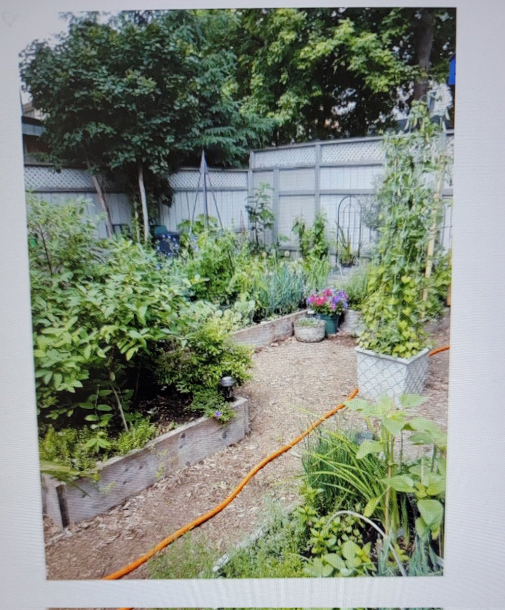 Robdrapeau's tweet photo. I am anxiously waiting to get into the garden. Today's lunch and learn with Master Gardener Claire McCauhey and fellow HC Green Thumbs community wishes I could be out there now. #hcgreenthumbs #springwillcome https://t.co/oEXDseY4Yv
