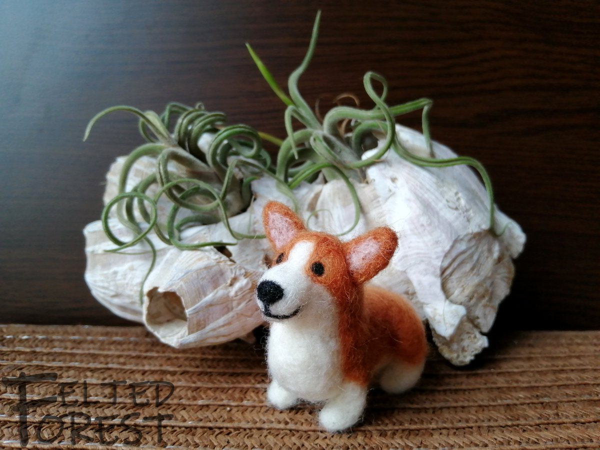Felted_Forest's tweet photo. My corgi's checking out how's my bf's Tillandsia doing🌱
#feltedforest #felting #needlefelting #felted #wool #corgi #welshcorgipembroke #dog #handmade #Tillandsia #plant https://t.co/0Tj1x3dkt6