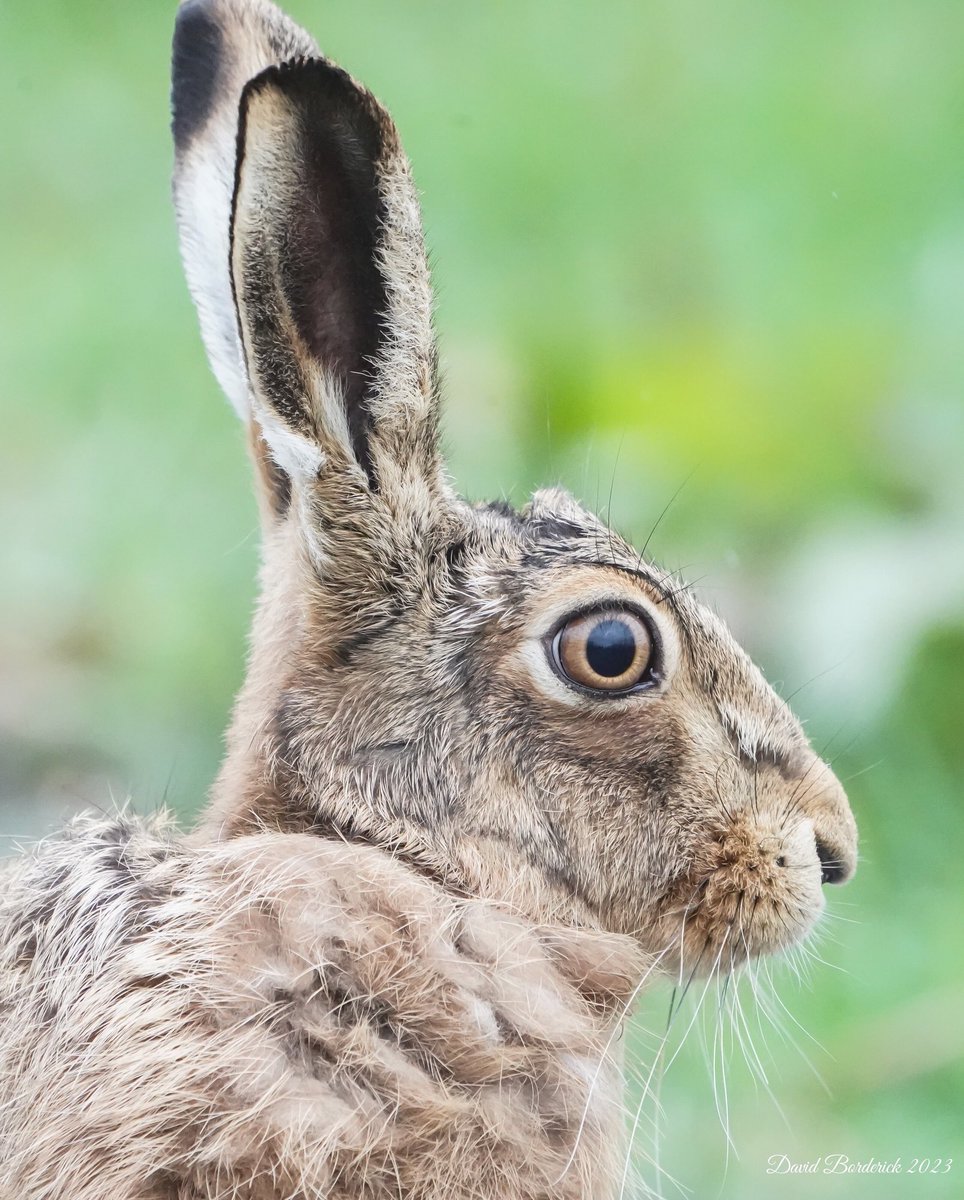 Close up of the very confiding Brown Hare on Sharemarsh Track @SWTCarltonMarsh this morning @SWTBroadsWarden @suffolkwildlife @LowestoftLizard ⁦@HPT_Official⁩