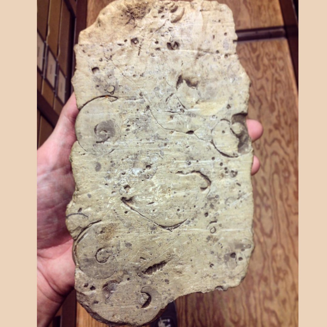 The spring thaw is upon us! This piece of WI limestone has shelly ocean fossils that lived in a tropical WI 400 million years ago AND scratches from glaciers in WI 20,000 years ago. 
Two extreme climates that we feel every spring! 🥶 🌞 
#springthaw #foolsspring #FossilFriday