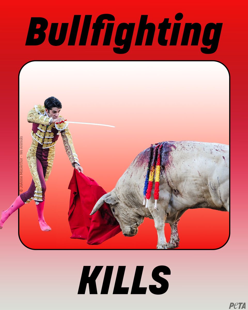 peta's tweet photo. Each year, thousands of bulls are slaughtered in bullrings around the world. 
 
Bullfighting is ritualized violence. https://t.co/nQ1IGfSO6z