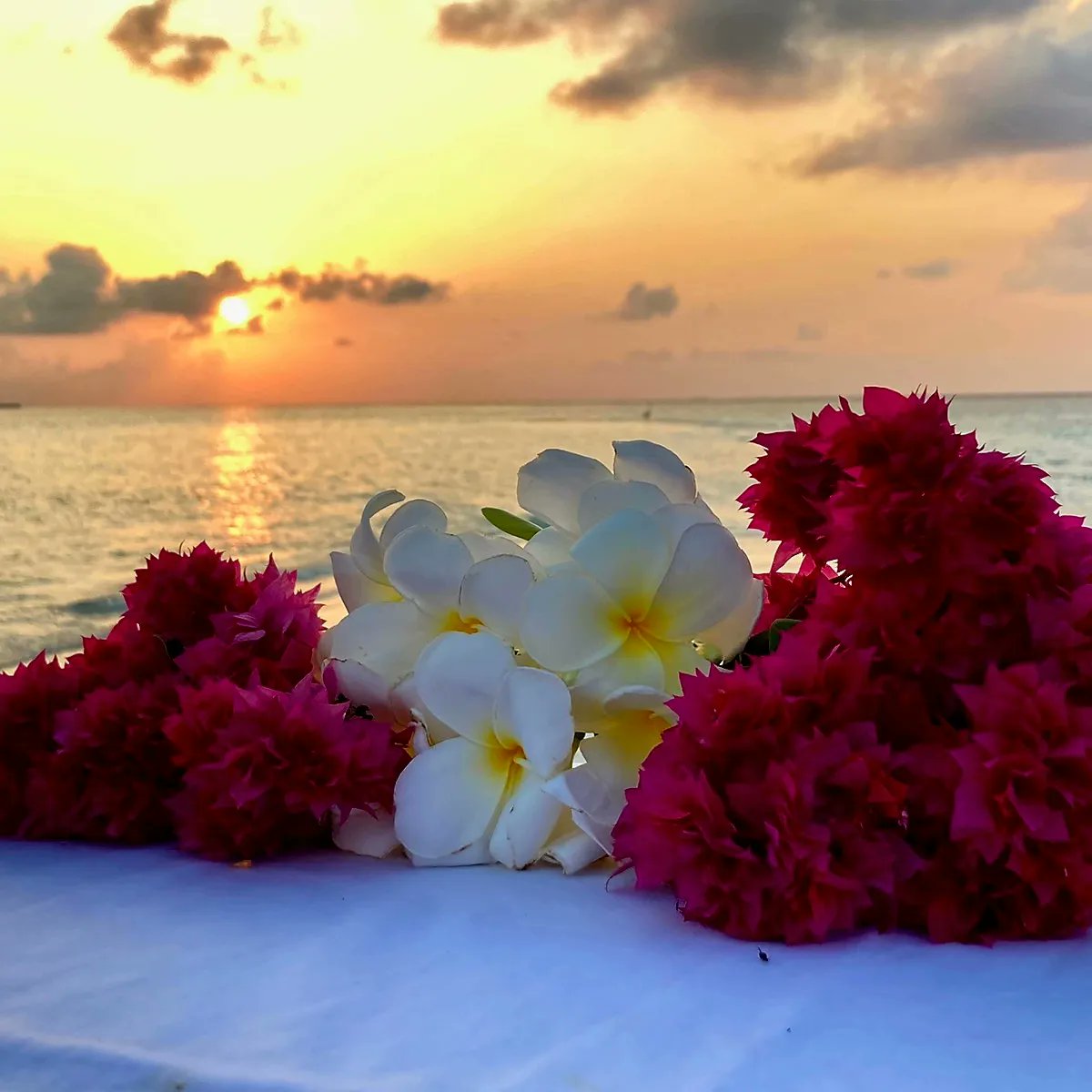 endherisunset's tweet photo. Set sail just before sunset and catch the last rays of sun blanketing the horizon! Enjoy a truly unique sandbank dining experience at Endheri Sunset #Maldives #Island #sunset #beach #hotel #путешествовать #Мальдивы #Malediven #Maldivas #Maledivy #Maldive #モルディブ #Мальдив https://t.co/lWJn3WiMWt