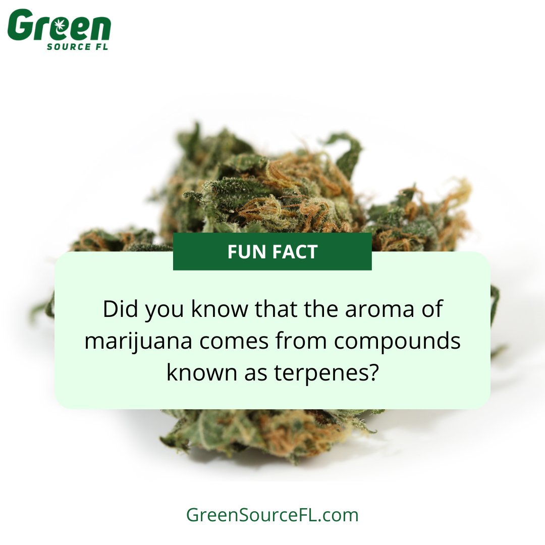 GreenSourceFL's tweet image. Did you know that the aroma of marijuana comes from compounds known as terpenes? These compounds not only give the plant its distinctive scent, but they also play a role in the effects it has on the body and mind...