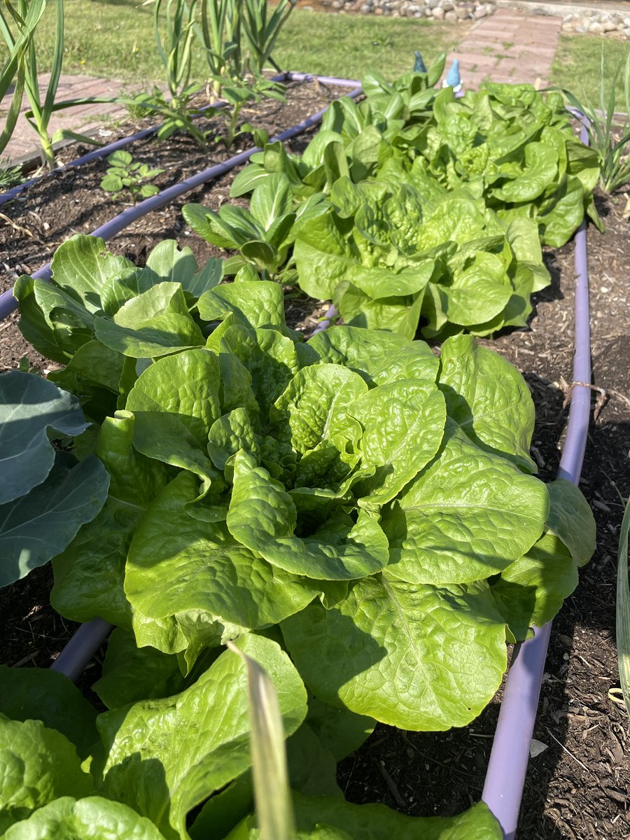 So much growing @DCEtrailblazers! We are ready to harvest some veggies for our school lunches <a href="/CISDNutrition/">Coppell ISD Child Nutrition</a>! <a href="/CISDFarmerLarry/">Farmer Larry</a>