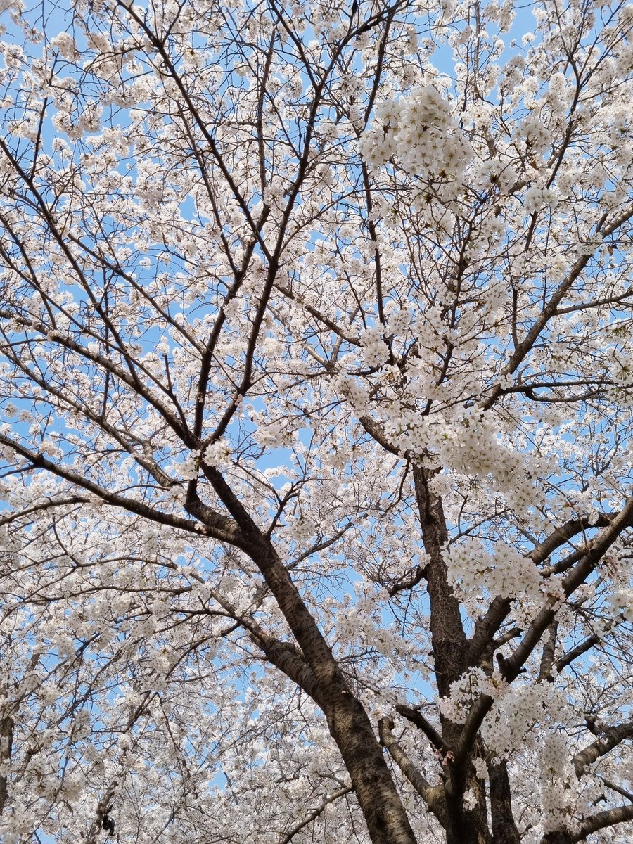 __gomigom's tweet photo. #뚱녀 #비떱 #맘눌뎀

벚꽃 팡팡 터졌당 ෆ
주말엔 같이 보러갈 사람 없어서 집콕예정🏡 https://t.co/X3A4tePMVv