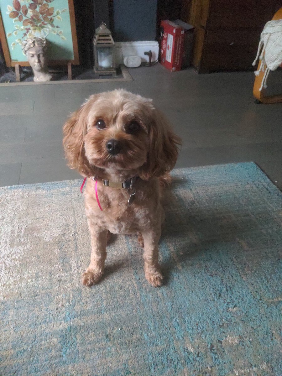 Alison Rogers #FRSA tweet media