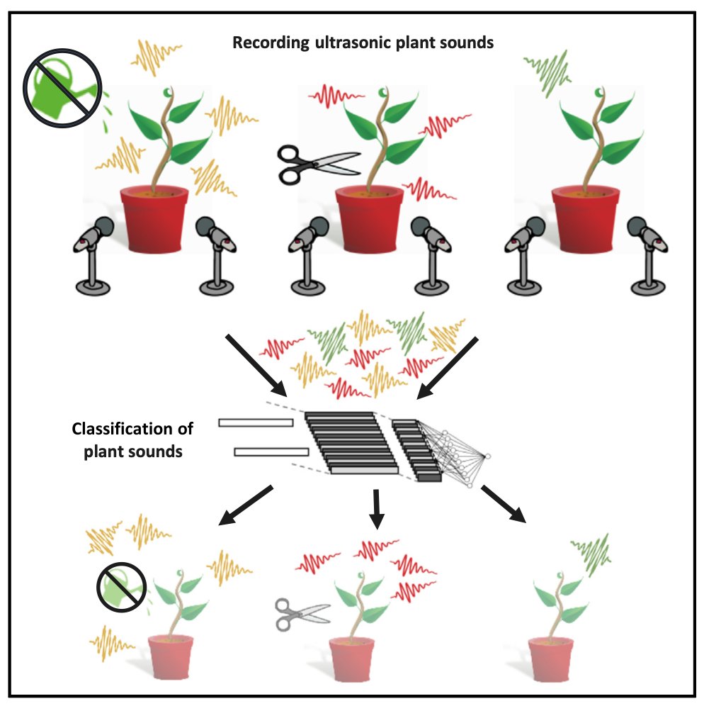 KieranCx's tweet image. Wow, this is too cool. Plants emit sounds when under stress and these sounds can be classified to inform greenhouse conditions!! 

Hats off to Itzhak Khait and their colleagues for asking an innovative and exciting question. 

cell.com/action/showPdf…