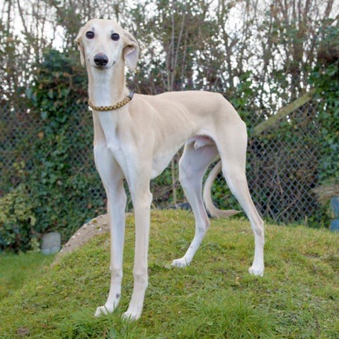 Please retweet to help Shylo find a home #FLINTSHIRE #WALES North 

Lurcher pup aged approx 6 months. She is nervous and would benefit from living with another dog to help her build confidence🐶✅
She's good on the lead. 

DETAILS or APPLY👇
ncar.org.uk/animals/shylo/
#dogs #hounds