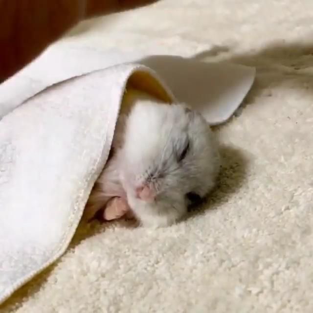 linoascats's tweet photo. #AprilFoolsDay https://t.co/iJHQq5jxty