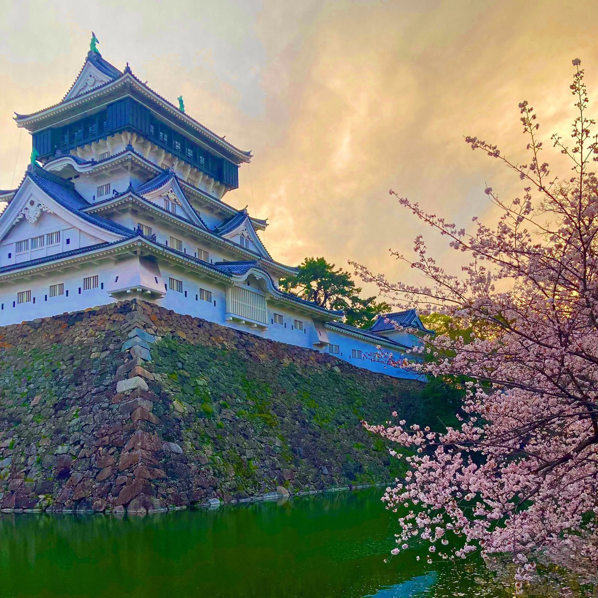 Dan_Kiko_Murray's tweet image. Kokura Castle at dusk in the #spring. 
#japanesespring #springinjapan #japanesecastle #japanesecastles #kokuracastle #cherryblossoms #sakura #japanesecherryblossom #japanesesakura #liminalspace #さくら #桜 #春 #ダニエルジェイムズマリ #kitakyushu #kitakyushucity #北九州市 #北九州