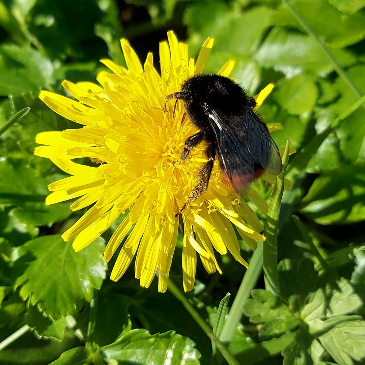 BerryHeadRanger's tweet photo. Often undervalued, these early flowers provide important nectar for bees emerging from hibernation on warm spring days.
#dandelions #reddeadnettle #foodforbees https://t.co/N28UoHPfTT