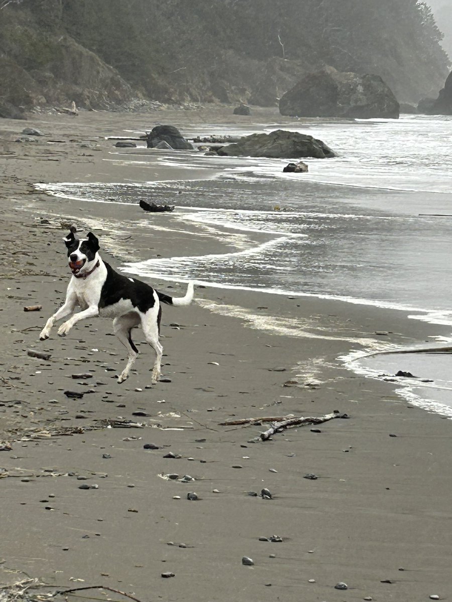 roseisrosejones's tweet photo. Friyay is more like Friyuck here today.
#DogsofTwitter
#Wishingforspring https://t.co/qqpzuKheNc