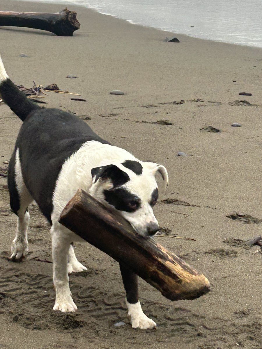 roseisrosejones's tweet photo. Friyay is more like Friyuck here today.
#DogsofTwitter
#Wishingforspring https://t.co/qqpzuKheNc