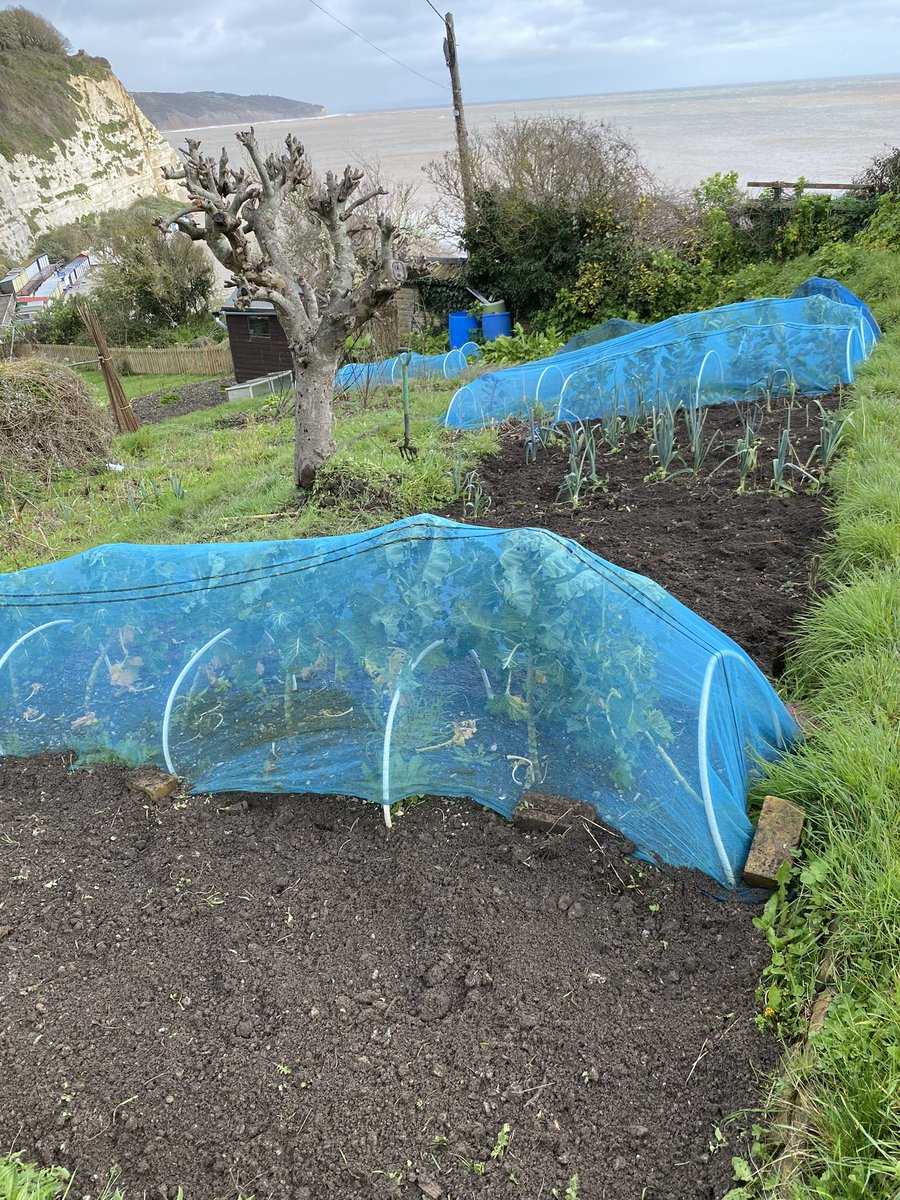 Kevinhale1973's tweet photo. Looking forward to keeping a Allotment list best bird so far Black Redstart #allotment #beerdevon #birds https://t.co/qZaOJhIFns