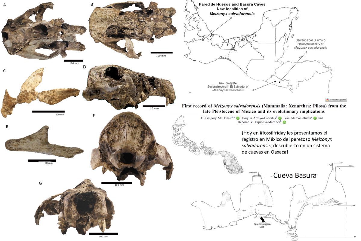 GeoXplora's tweet photo. Hoy en #FossilFriday  les presentamos el registro en México del perezoso Meizonyx salvadorensis. Los restos fueron rescatados del Sistema de cuevas de Huatla, en la Sierra Mazateca que forma parte de la Sierra Madre Oriental del Sur, al este de Huautla de Jimenes, Oaxaca. https://t.co/ppJlkFRu5l