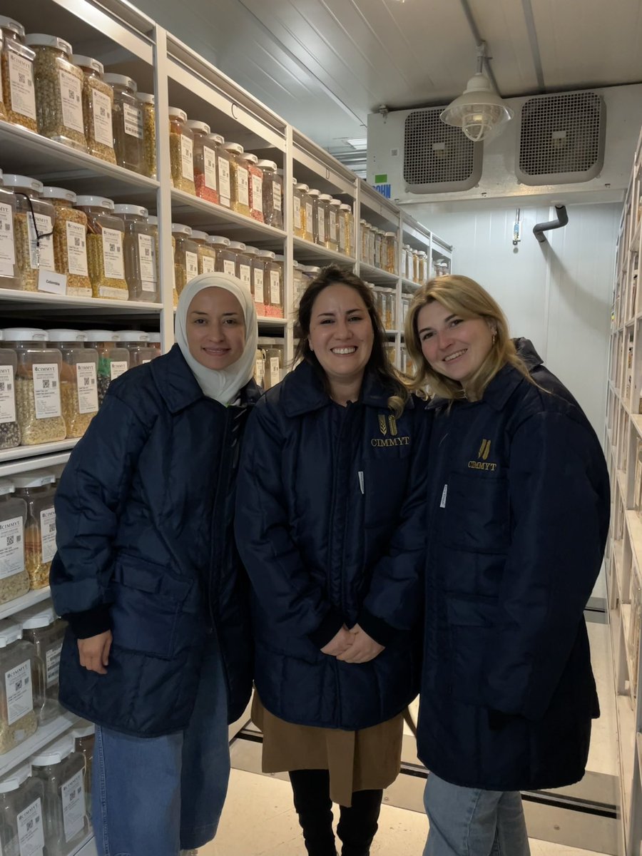 CharlotteRambla's tweet photo. We visited the @CIMMYT germplasm bank, also known as a seed bank, is at the center of CIMMYT’s crop-breeding research. This remarkable, living catalog of genetic diversity comprises of over 28,000 unique seed collections of maize and 150,000 of wheat.
@globalrust https://t.co/PvzAufOLHA