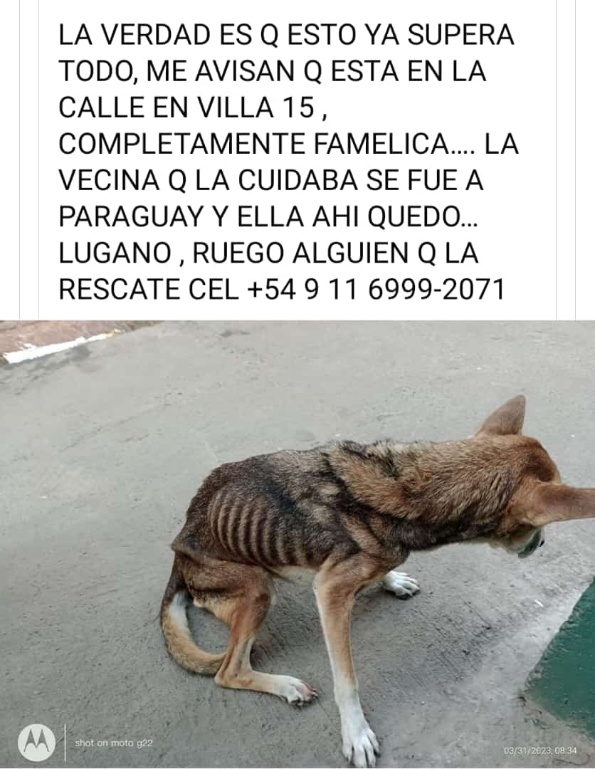 RaquelMait's tweet photo. AYUDA X FAVOR PARA ESTA PERRITA DESNUTRIDA!
@ComoNoAdorarlos 
@Bichuok1 
@Gaby_Gege 
@MarianoOses 
@Mascotas_zn 
@buscaperrosbsas 
@Atenea34921155 
@gracielasomma 
@OMFA_Moreno 
@lavozdelosotros 
@gri04gri 
@PandillaValeria https://t.co/UDuHhgKbP6