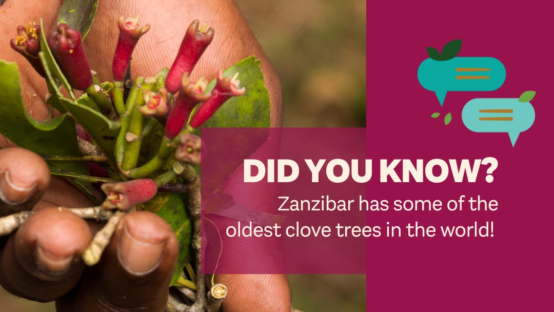 Image of hand holding clove flowers, with text reading "did you know? Zanzibar has some of the oldest clove trees in the world!"