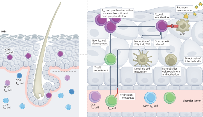 NatRevImmunol's tweet photo. Assessing the generation of tissue resident memory T cells by vaccines https://t.co/H6fQIPjtk6 https://t.co/W45CZ4U3bX