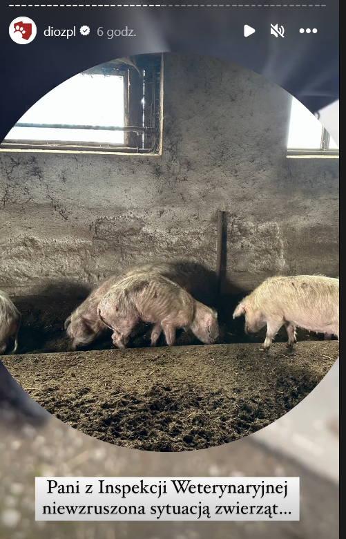 wielkrop2017's tweet photo. IW nie widzi niczego złego w wyglądzie tych zwierząt. 

I oni chcą kogoś przekonać, że IW ogarnie krzywdzenie zwierząt i zapewni ich ochronę? To państwo to kpina. https://t.co/QPoKY5Qp1k