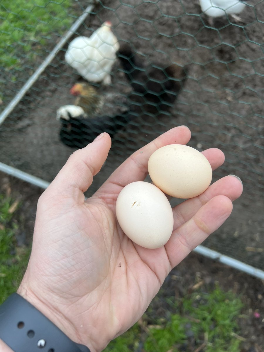 Egg production has increased 🥳 longer days means more eggs.  #homestead #gardenchickens #smallholding