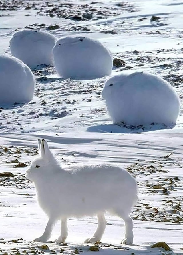 Arctic hares are very cute in a snowball type of way.