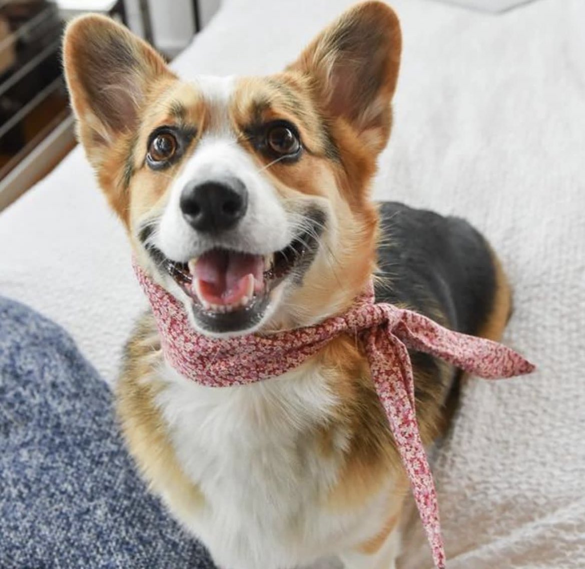 It's hard not to be this happy when you look this good! 

#bitchnewyork #bnydogs #dogbandana #dogclothes #dogclothing #luxurydog #classydog
