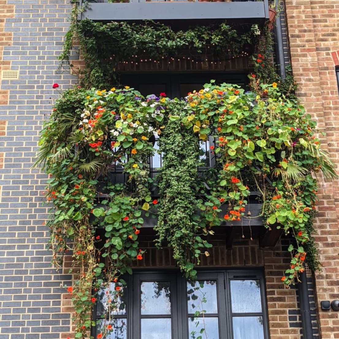 living_windows's tweet image. No balcony is too small for a garden - if a garden is what you want, you will create one! 😍

#london #spottedinlondon #windowboxes #windowflowers #wilding #london #londonlove #spottedinlondon #londonlife #londonhome #mylondonhome