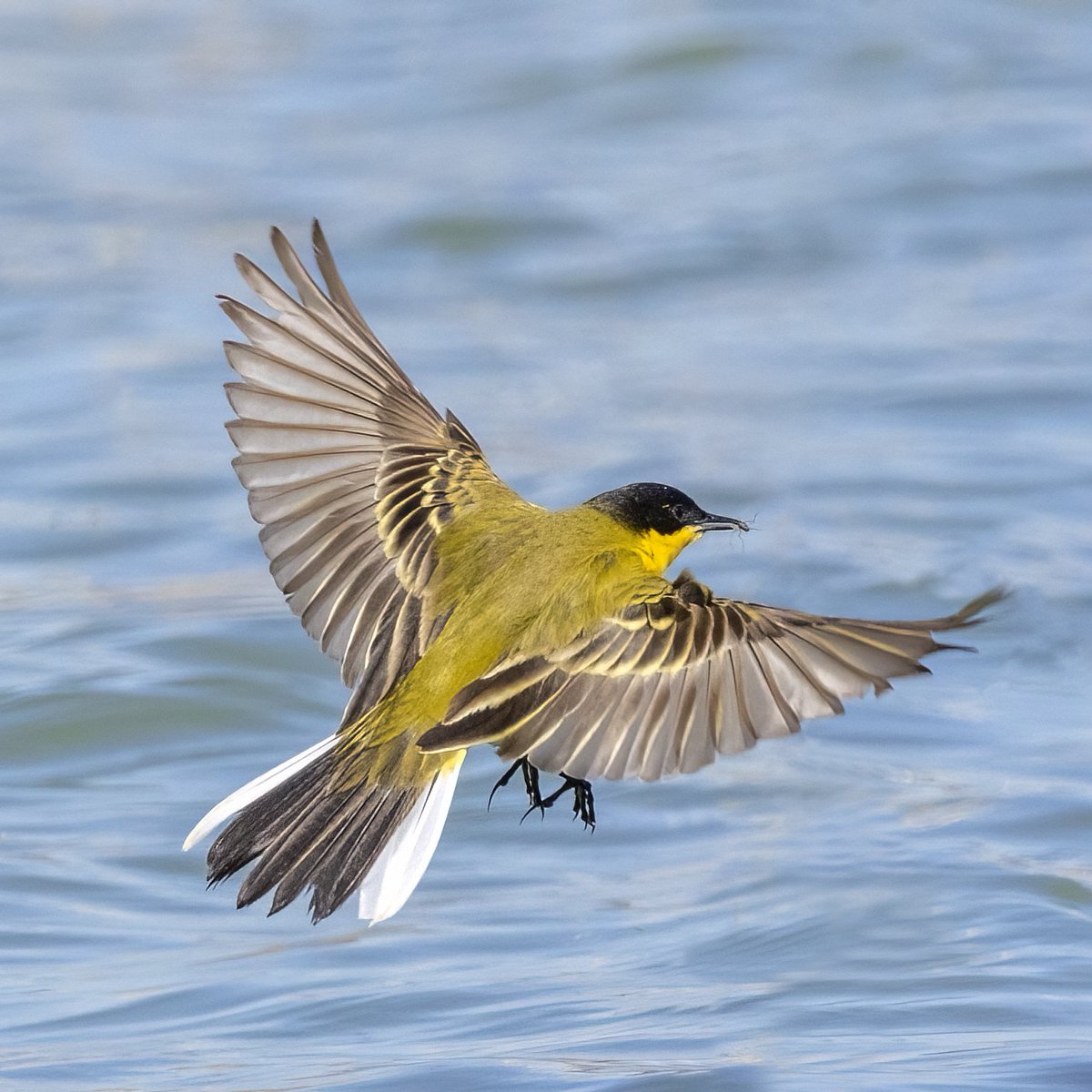 Her kuş güzeldir🤞
Sarıkuyruksallayan / Yellow Wagtail
#birdphotography
#BirdsOfTwitter