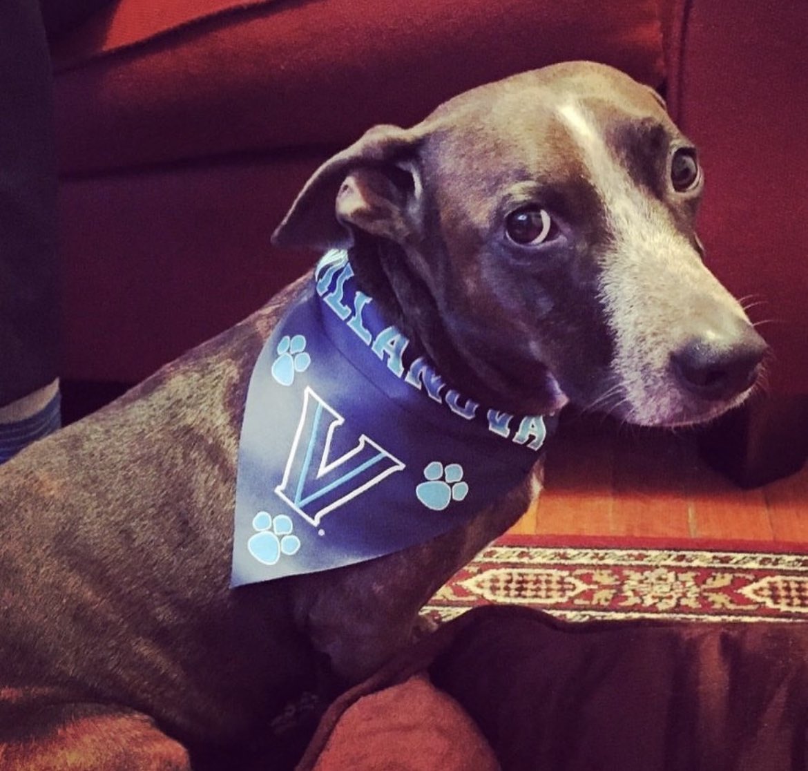 BarstoolNova's tweet image. Happy #GoodBoyFriday Villanova!