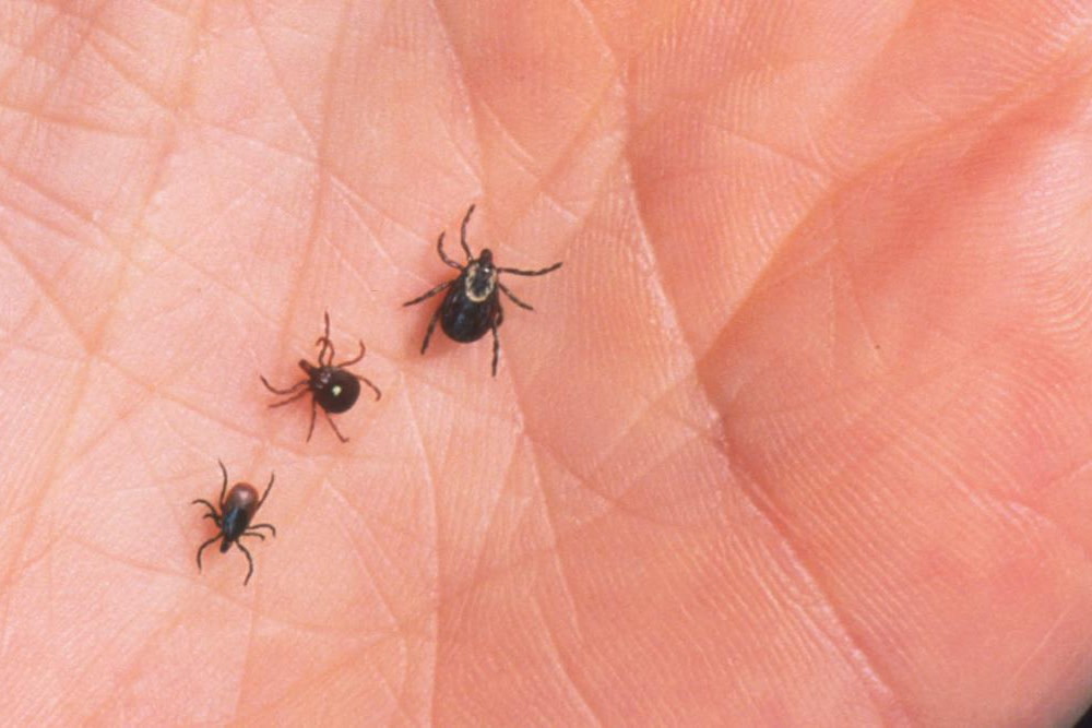 How To Prevent Ticks From Infesting Your Lawn…
VIEW TIPS... greenandgrowlawncare.com/how-to-prevent…

#fleas #fleacontrol #ticks #tickcontrol #removefleas #removeticks #homeandgarden #centralkentucky #lexington #london #richmond