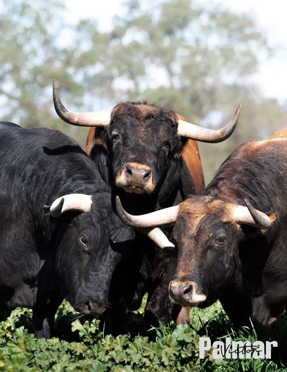 Los toros de Los Maños no pasaron el reconocimiento veterinario en Madrid, se rumoreó que se cambiaba el desafío y quedaría con 6 toros de Martin Lorca pero por suerte lo pensaron mejor el desafío será Pallares VS Cuadri, mucho mejor que duda cabe.

📸- Victor Palmar.