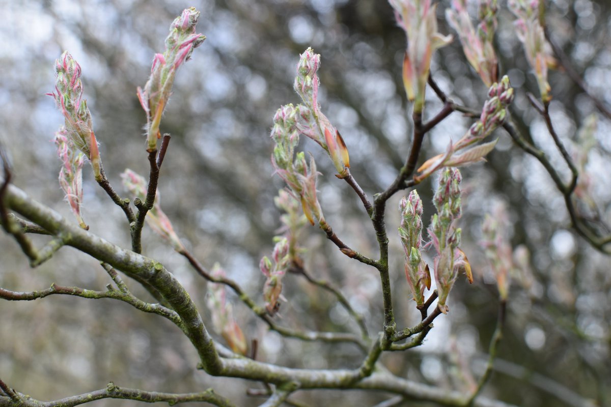 RDC_Ltd's tweet photo. Last week was busy: it included two Directors attending the Annual Planning Law Seminar in Birmingham,  our Principal Landscape Architect undertaking an annual site inspection for a longstanding contract, he took a camera with him and sent us some ‘spring is here at last’ images. https://t.co/vz0YoFvwRg
