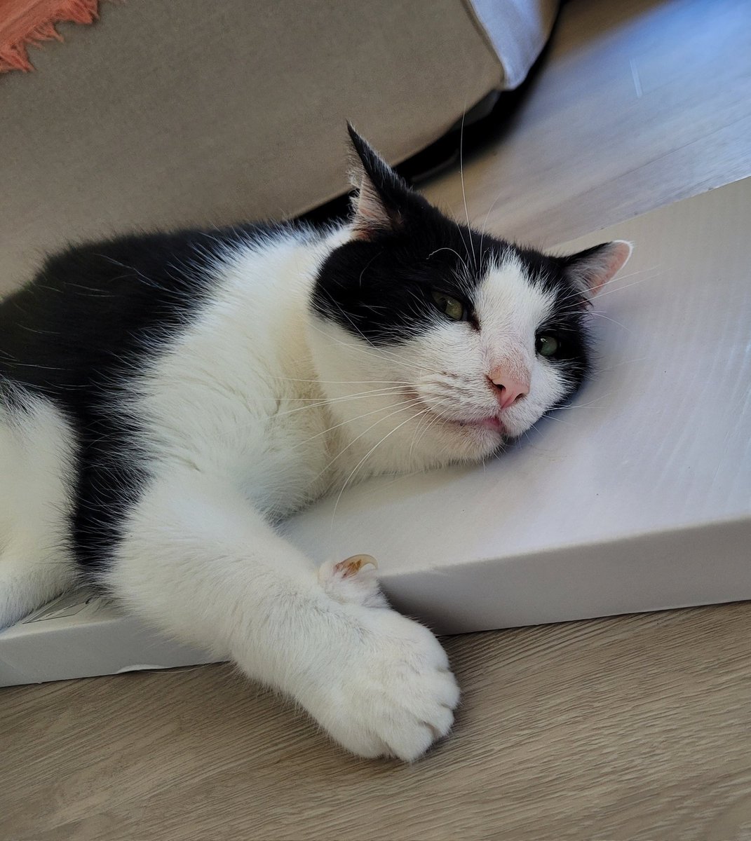 paperfoxx's tweet photo. anyway heres gary https://t.co/RmQwCL3Zfv