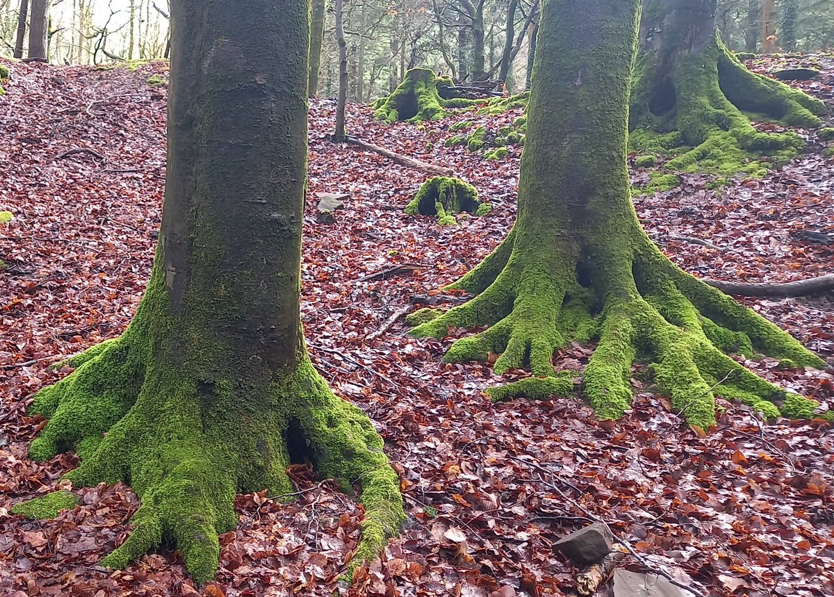 Oakvilla2023's tweet photo. Bigfoot sighting in the Forest of Dean!
Moss covered beech tree roots.
#Forest #forestofdean
#foresttrees
#beechtrees
#roots
 #bigfoot #BigFootIsReal https://t.co/dQh0fdJeCm