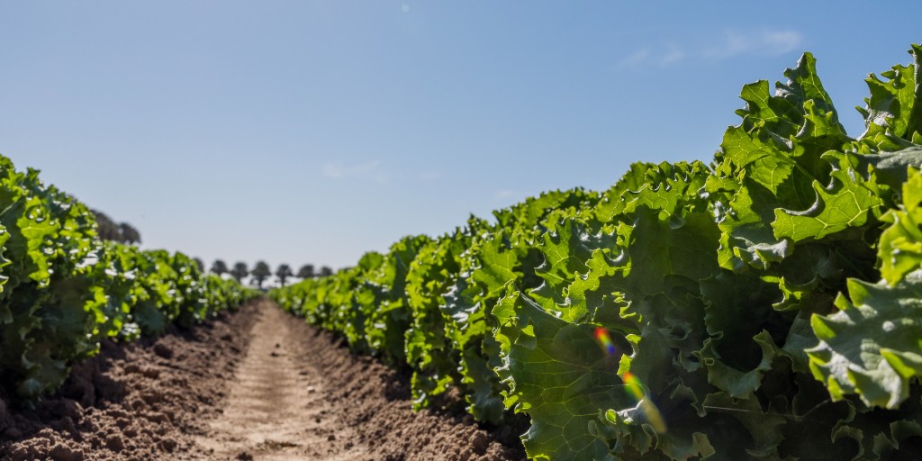 taproduce's tweet photo. Soaking up that Yuma, Arizona sun ππ΄ We are ready to start our transition for our next harvest season, following the sun...do you know where we are heading next? π€ π±
#taproduce #azgrown #agriculture #farmtotable https://t.co/Zhew3jsmNY