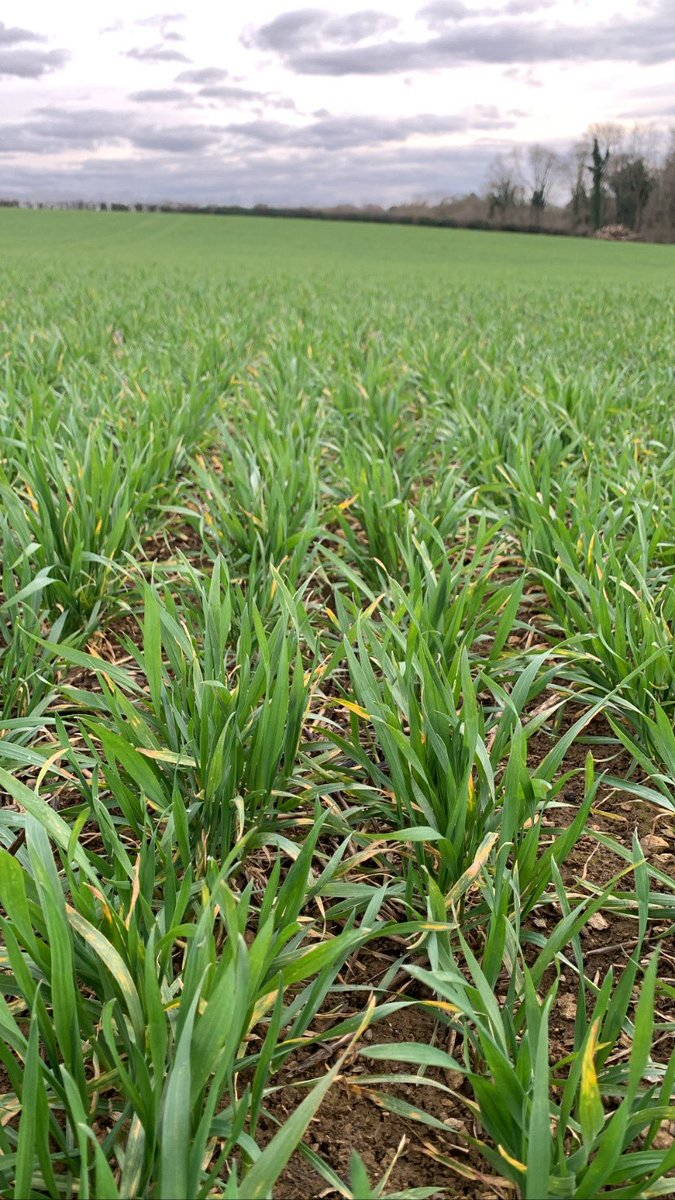 Ben Adams 🌾 tweet media