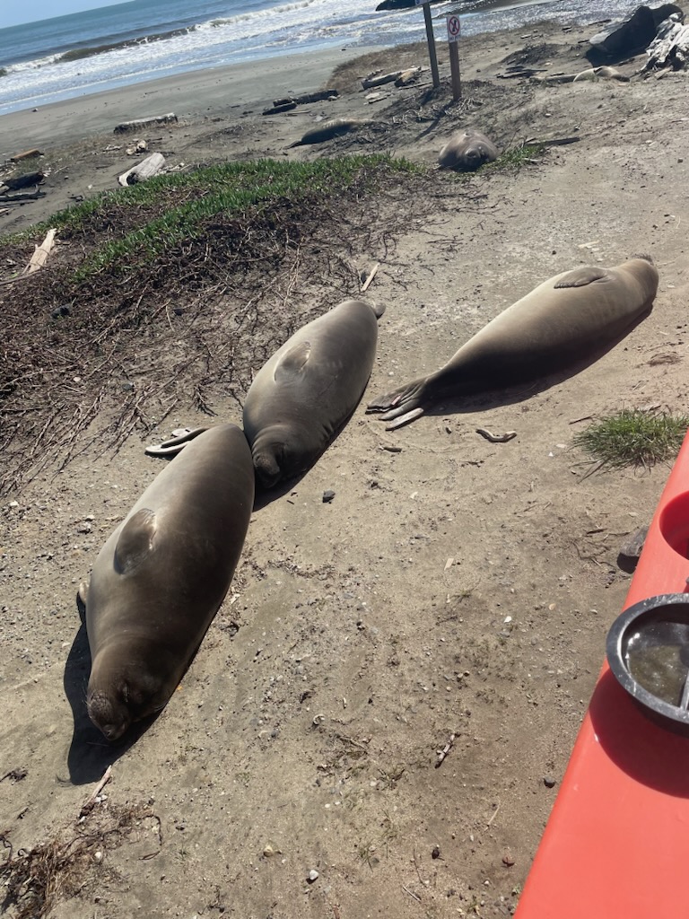 The good news is that we have a healthy population of young elephant seals at Drakes Beach. The not-so-good news is we are extending our beach access closure until further notice. You can still safely view the seals from the parking area. Thanks for your patience &amp; understanding!
