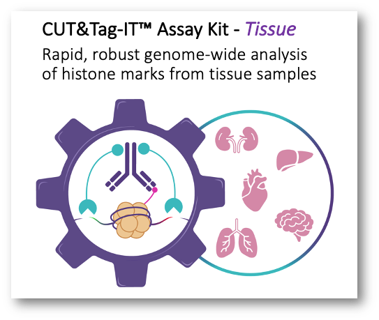 activemotif's tweet photo. NOW AVAILABLE! A complete CUT&Tag solution for Tissue Samples! Profile histone marks from as little as 0.5 mg of tissue 👉 https://t.co/lFow3M5rMu
#epigenetics #drugdiscovery #pathologylab #immunohistochemistry #CUTnTag https://t.co/VrGsfODPWI