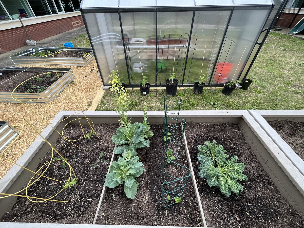 The CAE garden is SPRINGing to life! 🍅 🥬 🌱 Everything is started from seeds weeks ago and planted by students! The greenhouse is full of back up 🍅, 🫑 are coming soon and 🍓 are about to fruit! @TheCAEPrincipal @AP_KBall @APSClevelandES @APS_K5Science @FoodCorps