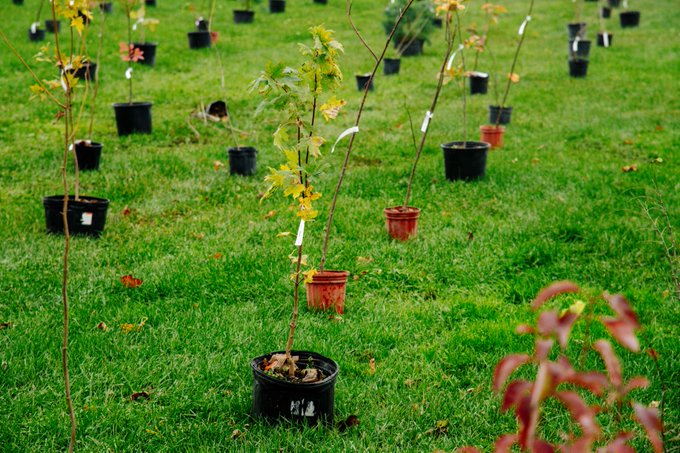 A photo of several saplings lined up on the grass.