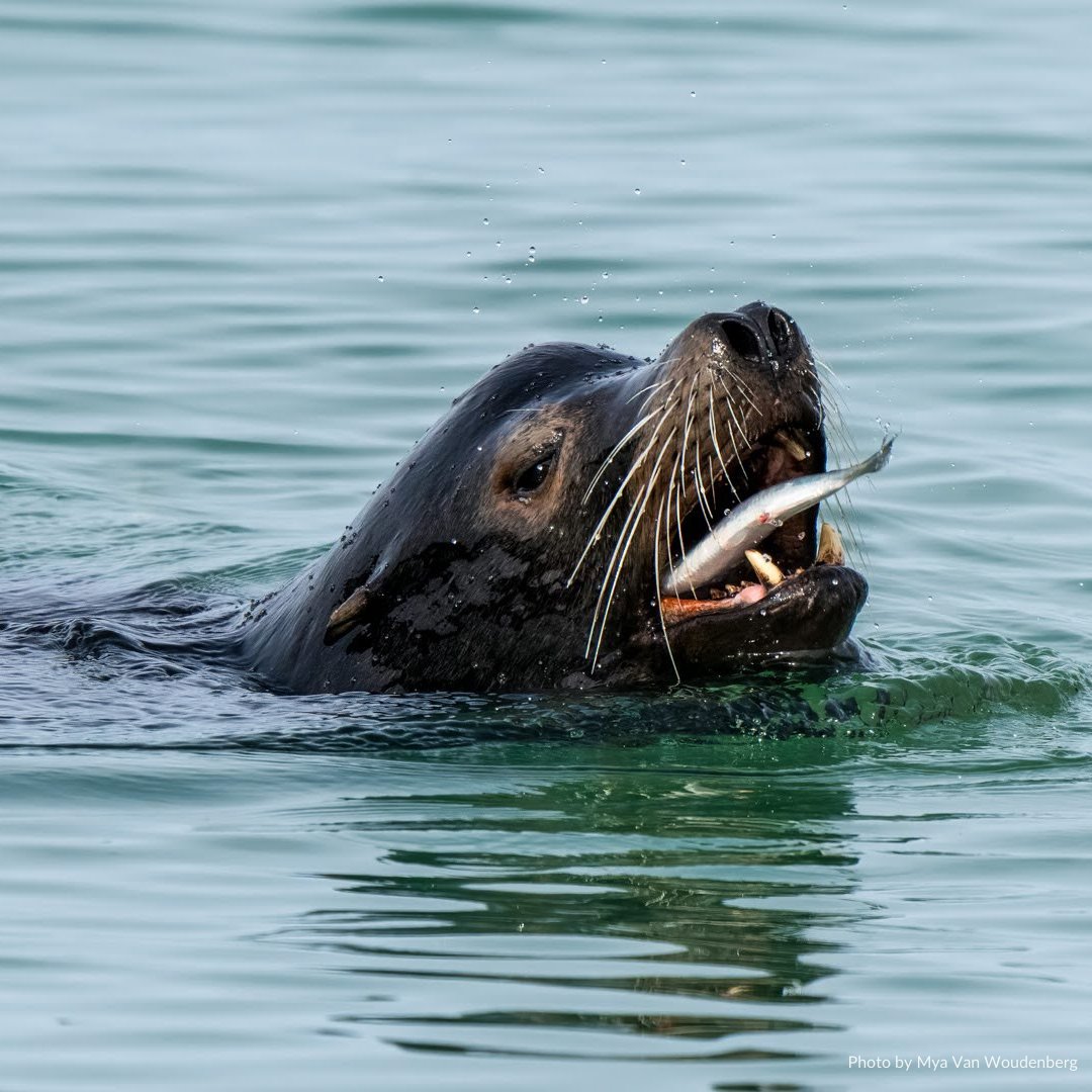 SierraClubBC's tweet photo. The #HerringRun is a spectacular time of year! Every spring, thousands of herring come to the west coast to spawn. They bring absolute abundance with them as swarms of #eagles, sea lions, otters, humans &amp; many more are nourished by the herring feast.

📷: Mya Van Woudenberg https://t.co/iLHy27yGSV