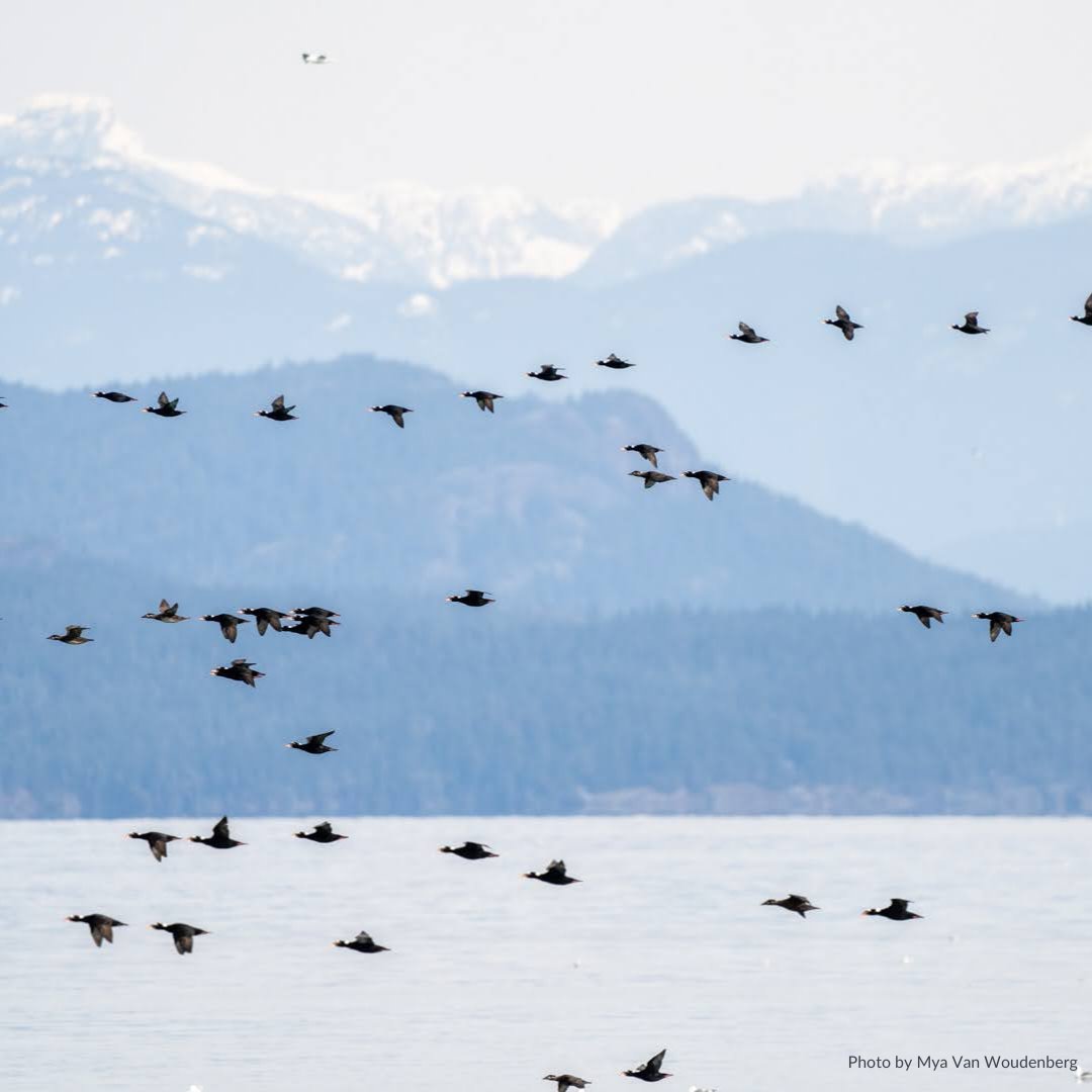 SierraClubBC's tweet photo. The #HerringRun is a spectacular time of year! Every spring, thousands of herring come to the west coast to spawn. They bring absolute abundance with them as swarms of #eagles, sea lions, otters, humans &amp; many more are nourished by the herring feast.

📷: Mya Van Woudenberg https://t.co/iLHy27yGSV