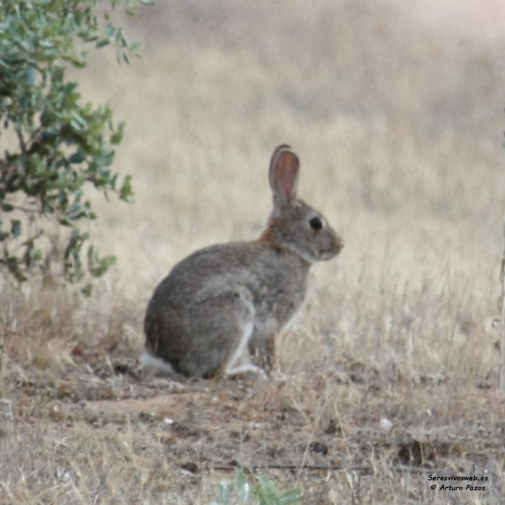 Conejo común, Oryctolagus cuniculus (Linnaeus, 1758).

#animales #mamiferos #conejo #conejos #biodiversidad #vida #naturaleza #natural #Curiosidades #medioambiente #Foto #FOTOS #fotografia #fotografias #imagen #imagenes #fotodeldia #imagendeldia