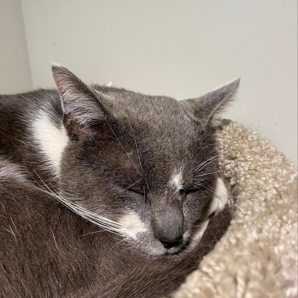Hey_Its_Meesh's tweet photo. UPDATED PIC FROM @HumaneTampaBay! He is sleeping, he is cozy, he is dreaming of pancakes! Imagine this at the foot of your bed or on your favorite chair! https://t.co/WRbLnzFjIN