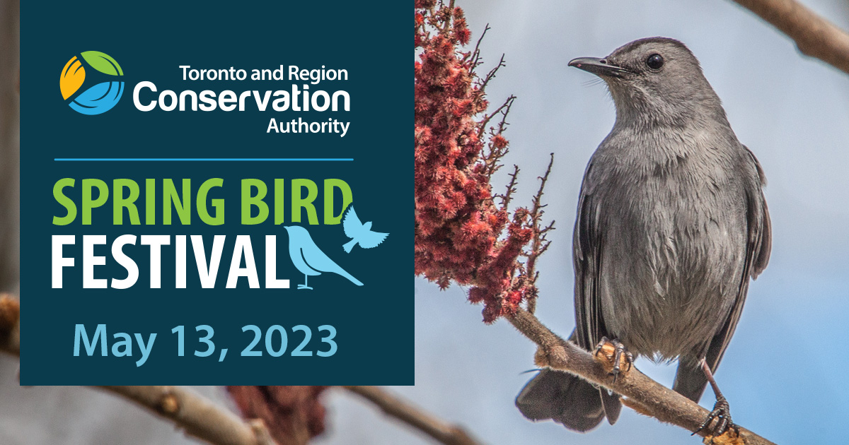TRCA_HQ's tweet photo. The #TRCA Spring Bird Festival at #TommyThompsonPark IS BACK and will take place May 13, 2023. After a long hiatus, the festival is returning to give families, friends, and fowl a chance to celebrate the Spring migration. Learn more at https://t.co/kiOYRnE4ei

#SpringBirdFestival https://t.co/fwFzaXqcPh