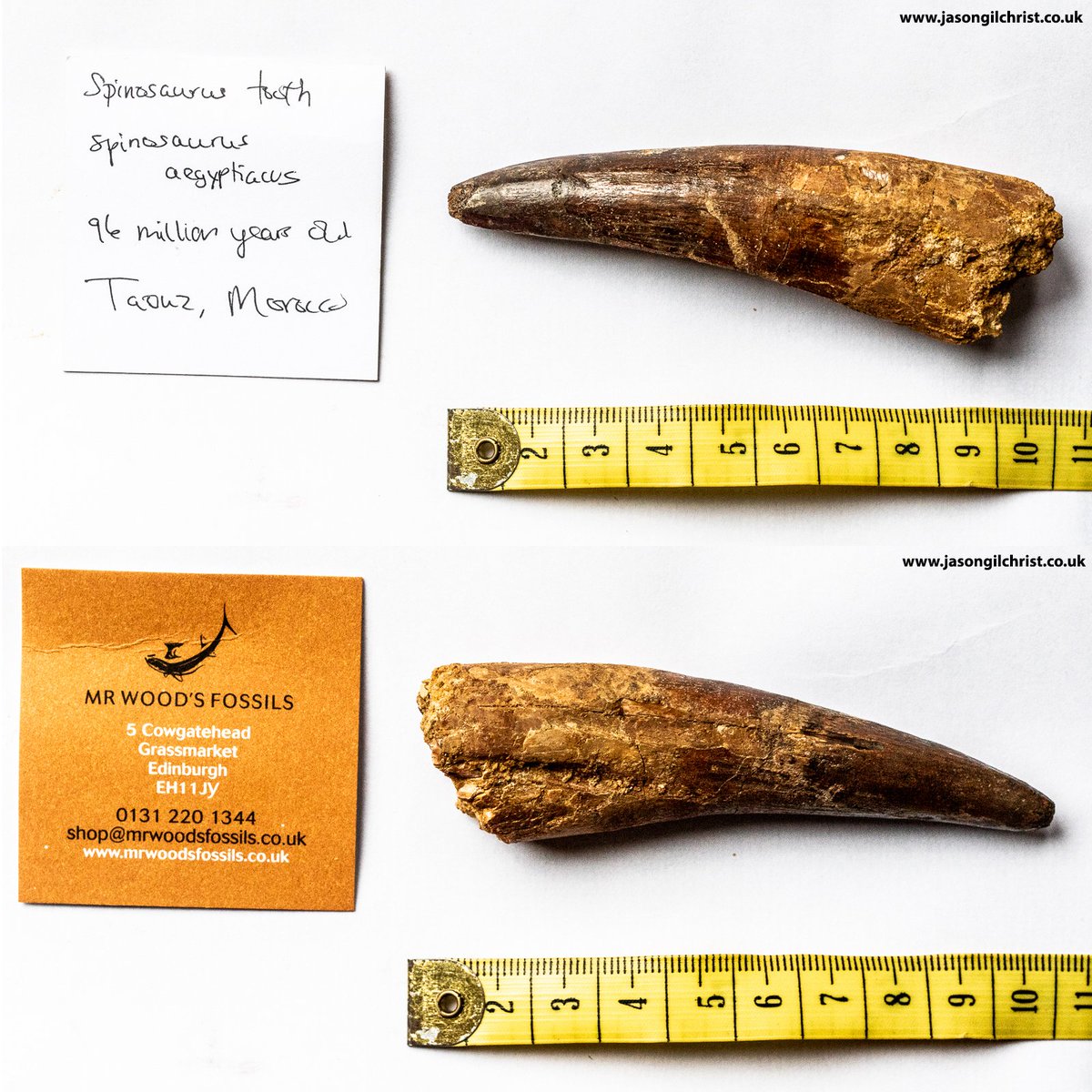 Spinosaurus aegyptiacus tooth, frm Morocco, via @mrwoodsfossils: my show-&-tell in class @ Edinburgh Napier University this week. #Spinosaurus #dinosaur #dinosaurs #DinosaurTooth #fossil #paleontology #palaeontology #FossilFriday #EdinburghNapierUniversity #Spinosaurusaegyptiacus