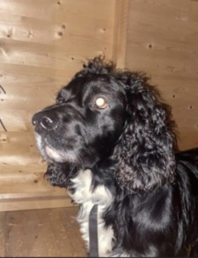 rosieDoc2's tweet photo. HARLEY STEWART missing #Bathgate #WestLothian Around #Falside area #EH48 #SCOTLAND 29/3/23
Male/adult #CockerSpaniel black/white mark on chest area
6 YR OLD. GOT OFF HIS LEASH&NOT RETURNED.FRIENDLY / APPROACHABLE DOG
https://t.co/Uvc9zHhFr8
@JacquiSaid @bs2510 @BathgateGroup https://t.co/XjdbdigWKN