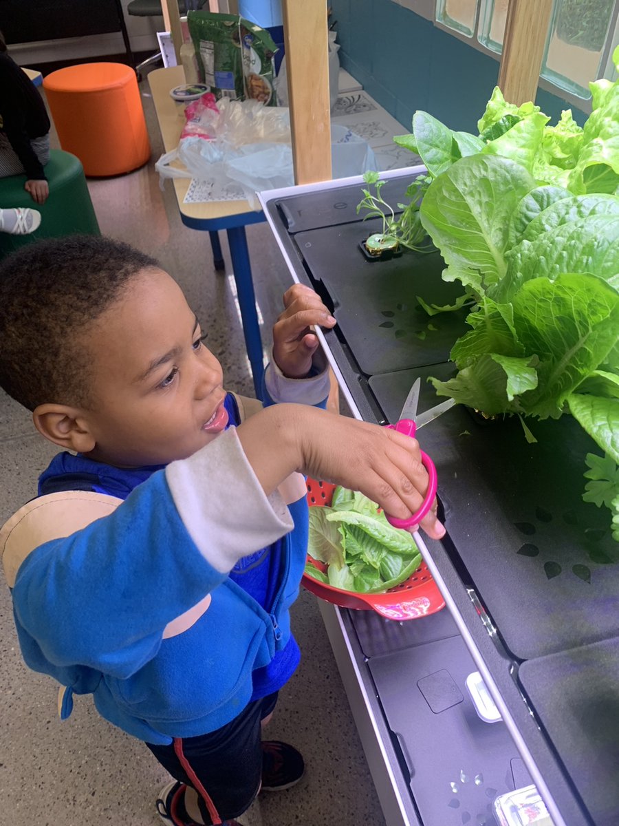 Happiness is blooming in the Chandler Compadres Branch garden! Club members made caesar salads with the lettuce they grew! 🥗😄

#Healthylifestyles #GreatFutures #GreenThumb #Gardening