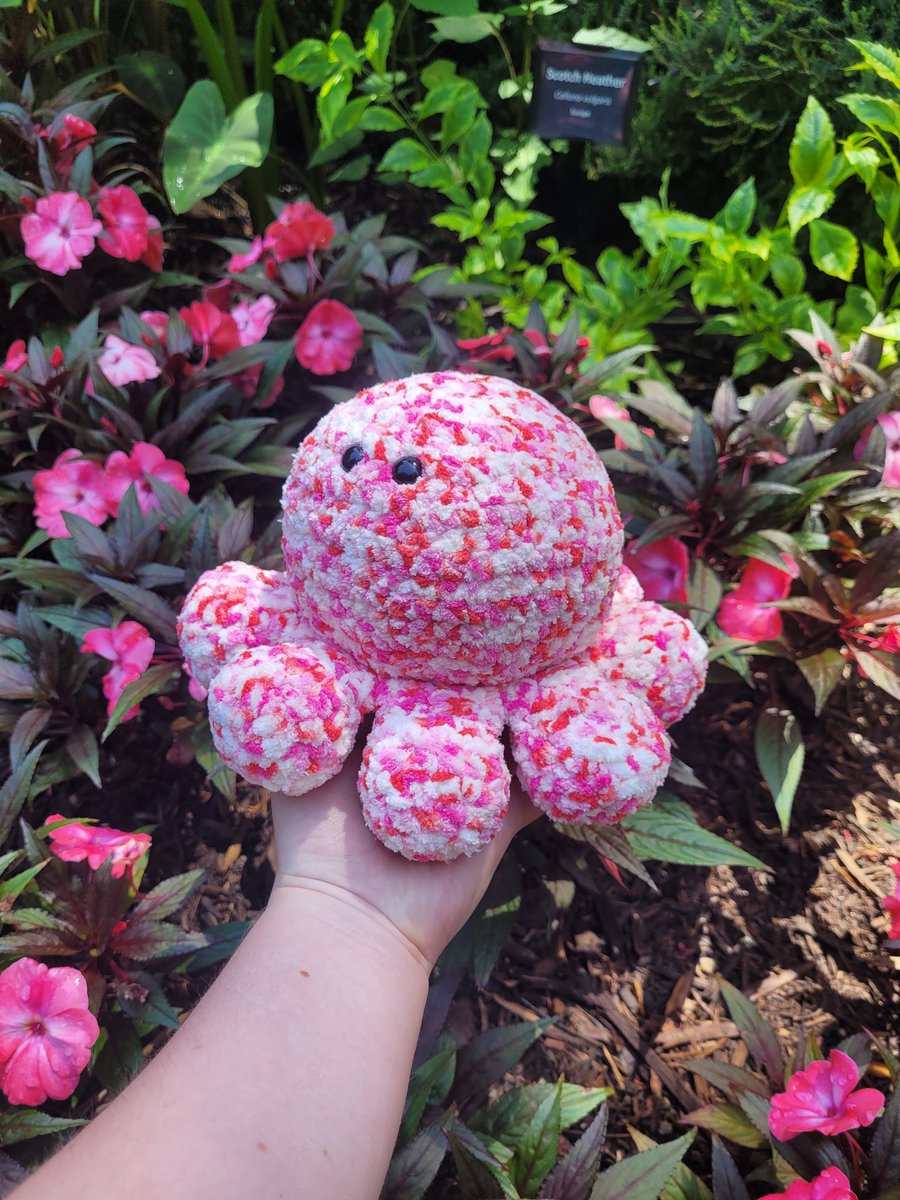 OddballCritters's tweet photo. Meet Dragon Fruit the Octopus! 🩷🤍🩷🤍 https://t.co/xlSeT1cGOz